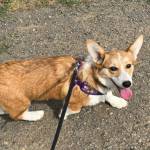 Photo provided
Blueberry is the beloved eleven-month-old pup already causing trouble, causing her dad to tear a ligament and her mom to search across town for her.