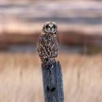 (Photo by Andrew Tokar) A short-eared owl at Crokett lake is the king of his stump.