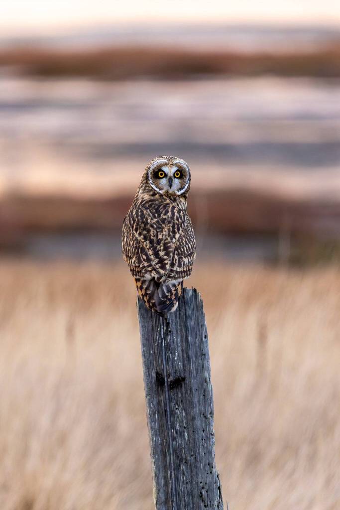 (Photo by Andrew Tokar) A short-eared owl at Crokett lake is the king of his stump.