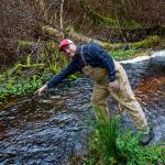 Photo by David Welton. Paul Grubb points to the part of Maxwelton Creek where he and his wife, Emily Ruef, saw an unusual and amazing sight on Dec. 7  a lone adult salmon swimming determinedly upstream.