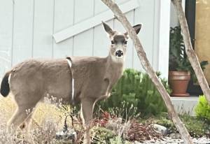 Photo from the Facebook group Alert Whidbey 2.0
A deer roams Whidbey with a metal band wrapped around its abdomen.