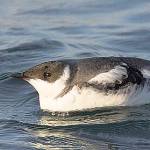 Marbled murrelets are endangered in Washington.