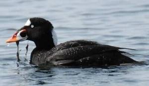 (Photo by Craig Johnson) This surf scoter may be among the birds seen from the wharf.
