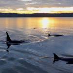 (Photos by Florian Graner - NMFS Permit #26599) Transient orcas hunt along the shores of Whidbey earlier this month.