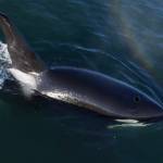 (Photos by Florian Graner - NMFS Permit #26599) Transient orcas hunt along the shores of Whidbey earlier this month.