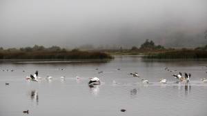 Photo by David Welton
American white pelicans take flight at Deer Lagoon in 2020.