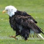 Photo by Jennifer Landahl. The bald eagle poofs its feathers out and looks like a drowned rat after a good bath.