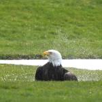 Photo by Jennifer Landahl. Landahl snapped over 200 pictures with her Sony camera and long lens, hoping to capture the water droplets catching the sun.