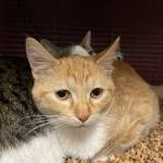 Photo provided by Critters Co. Pet Center Rescue in Clinton. A dozen cats were rescued by Dianne Nootenboom. They will be fixed, vaccinated, dewormed and treated for fleas by the time they are ready for their new homes.