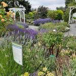 Courtesy photo
The Master Gardener Education Garden at the Greenbank Farm is a group of nine gardens that helps inspire gardeners of all levels about the vegetation that thrives on Whidbey Island.