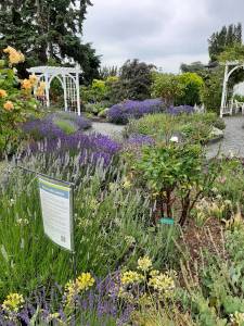 Courtesy photo
The Master Gardener Education Garden at the Greenbank Farm is a group of nine gardens that helps inspire gardeners of all levels about the vegetation that thrives on Whidbey Island.