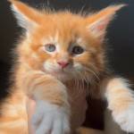 Photo provided. Theodore lives in Clinton