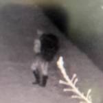 Those with information about the incident are encouraged to call 911.