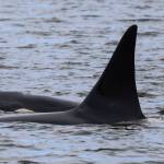 Photo by Sarah Geist. Whidbey wildlife photographer Sarah Geist was ecstatic when she was able to photograph T419, T420 and T421 on their surprise visit as they came up Possession Sound and into the Saratoga Passage.