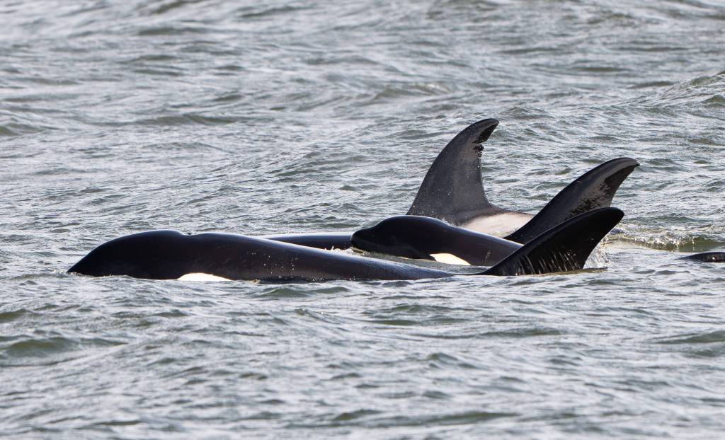 Photo by Cindi Rausch. Wildlife photographer Cindi Rausch had fun taking pictures of the mystery orcas. Her pictures show an adult female, T419, swiming alongside two juvinile males, T420 and T421.