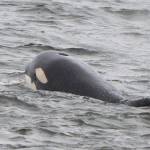 Photo by Cindi Rausch