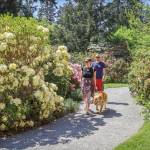 Photo provided. On a warm early-spring afternoon, the woodland paths at the islands premier public rhododendron garden are beginning to fill with color.