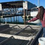 Photo by Allyson Ballard. Salmon at the marina are fed thrice weekly.