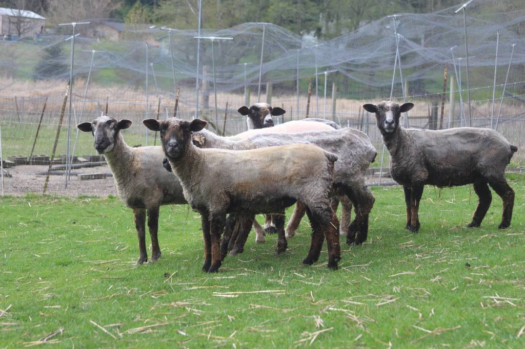 Photo by Marina Blatt. Carla and Jon McCoy raise ducks and sheep at their home. Their sheep were recently shorn and appeared quite naked when Whidbey News-Times came for a visit.