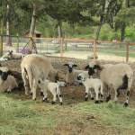 Photo by Marina Blatt. The sheep at Wild Rose Farm are cute as can be, owners Nan and Ken Leaman said.