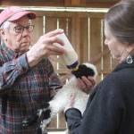 Photo by Marina Blatt. Farmers Nan and Ken Leaman, who raise heritage longwool sheep at Wild Rose Farm in Oak Harbor, take pride in how they care for their animals. They bottle-feed a lamb who was born severly under weight and doesnt mind the princess-treatment.