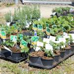 Photo by Allyson Ballard
Smith Gardens provided the seedlings for Saturdays event.