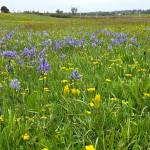 Photo provided
Visitors can expect sweeping views of yellow and purple blooms, with golden paintbrush, camas, chocolate lily and spring gold dotting the landscape.