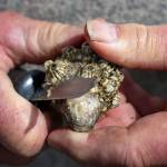Shawn Van Gieson pares barnacles from an oyster harvested from a Whidbey beach.