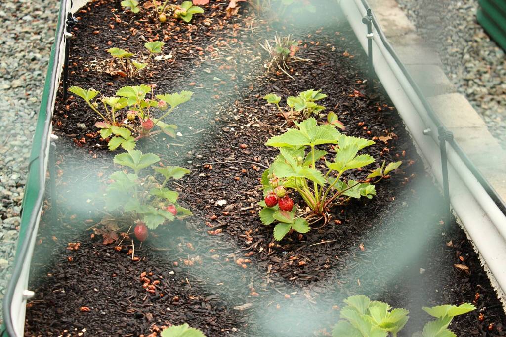 (Photo by Allyson Ballard) Many different fruits and vegetables grow on the property.