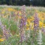 (Photo by Marina Blatt) The Pacific Rim Institute staff hope more community members will discover what Jim Perskuric, board chairman, calls a hidden gem on Whidbey Island.