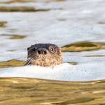 Photo by Heidi Island. A giant Amazon river otter peeks its brown head out of the frothy water.