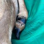 (Photo provided by the Washington Department of Fish and Wildlife) While it was immobilized, Washington Department of Fish and Wildlife team members removed the pipe and treated a wound it had created above the hoof.