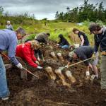 Photos by David Welton
The group began by raking and pulling bones from the manure pile before shifting to scrubbing away the remaining tissue. Unlike nine months ago, the bones did not reek; instead, they had a faint earthy and musky scent to them.