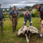 While the spine and ribs were light enough for one person to carry, the massive gray whale skull took five men and women to lift it into a truck, not without some huffing and puffing.