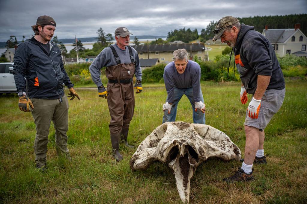 While the spine and ribs were light enough for one person to carry, the massive gray whale skull took five men and women to lift it into a truck, not without some huffing and puffing.