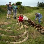 After spending 10 months buried in horse manure to help speed up the decomposition process, volunteers dug out the whale bones, cleaned and loaded them into pickup trucks on Tuesday.