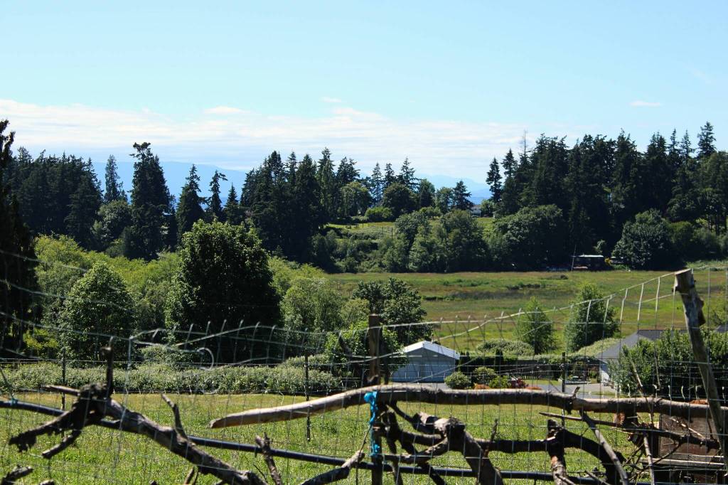 (Photo by Allyson Ballard) Ballydídean Farm Sanctuary sits on a 15-acre property.