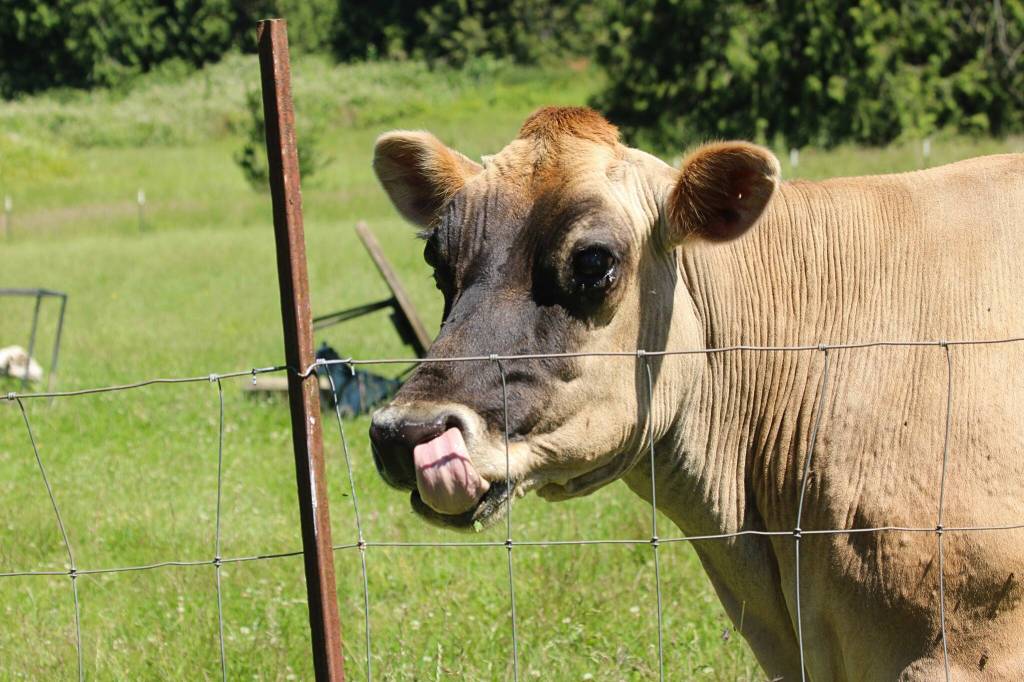 (Photo by Allyson Ballard) The Santosas explained they have earned grants for some of the sanctuarys programs, but finding grants which fund day-to-day operations is difficult.