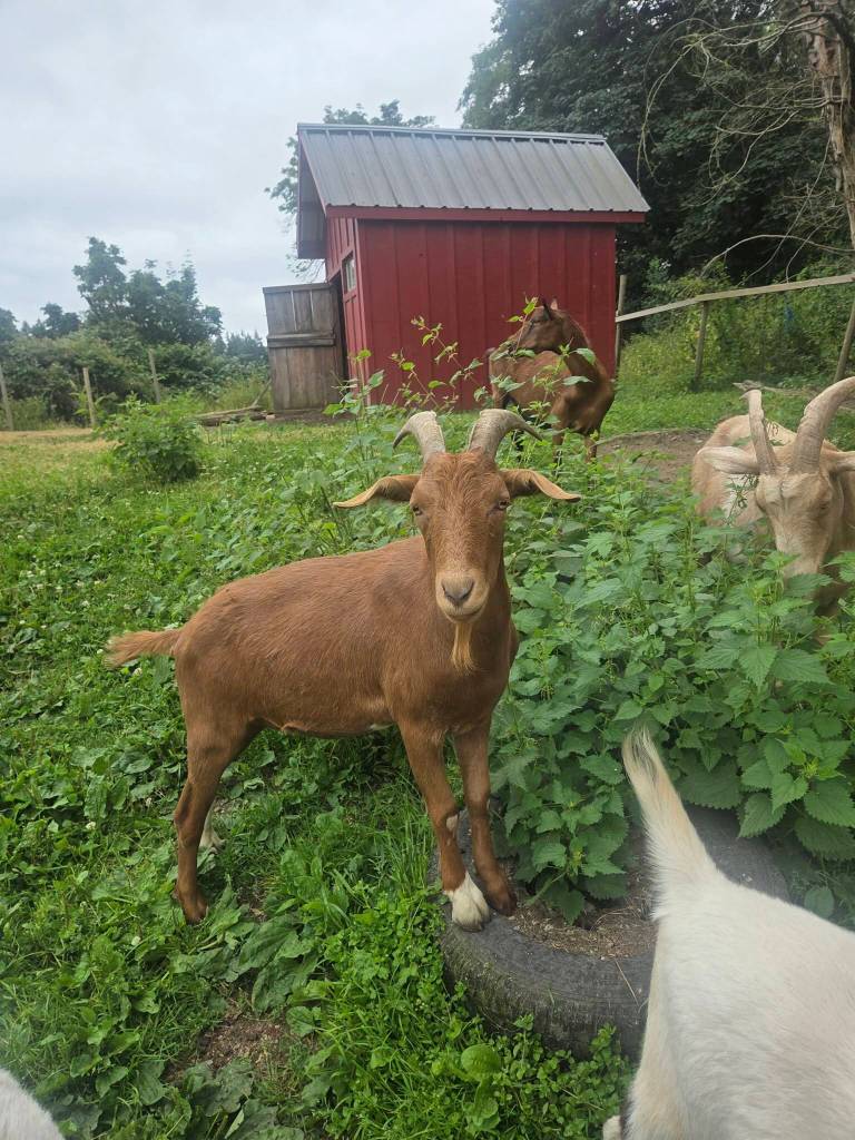 Photo by Kristine Tyler. Beau, pictured here earlier this week, was unharmed by the ordeal.