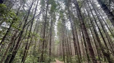 Putney Woods