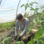 Photo by Marina Blatt
Sarah Dudley weeds the Coupeville Farm to Schools tomato section.