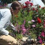 Photo by Marina Blatt
Sarah Dudley, the farm assistant, sits among the pink and red blooms in the Coupeville Farm to School.