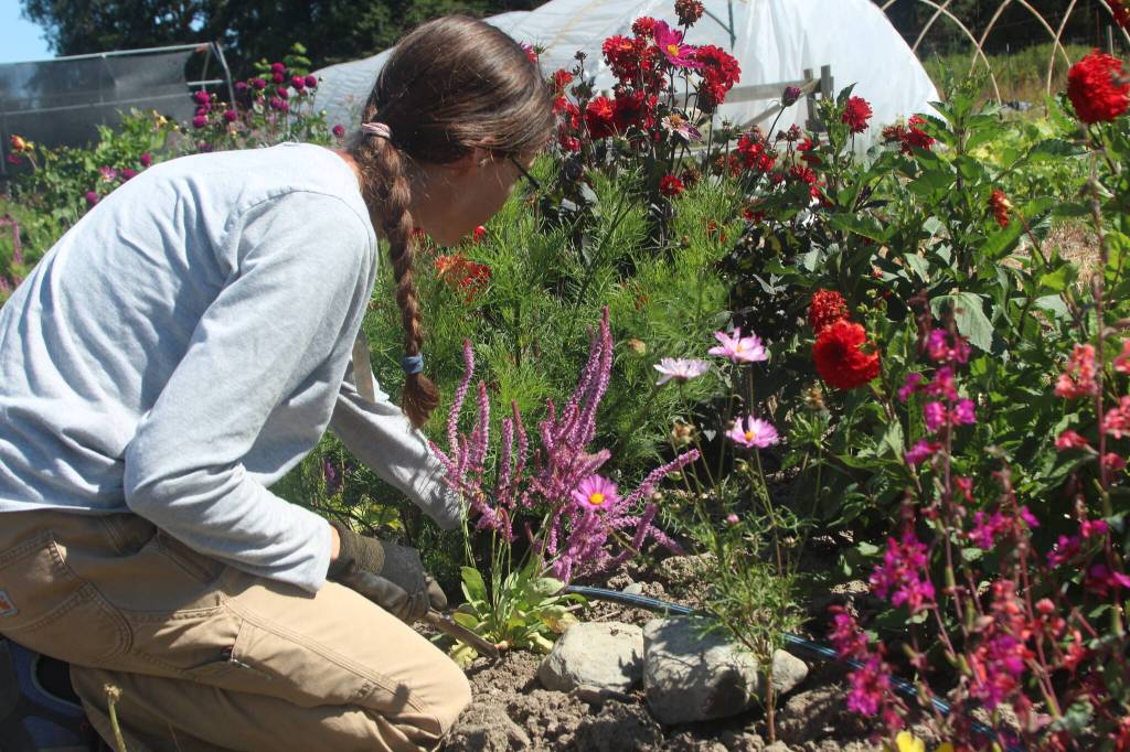 Photo by Marina Blatt
Sarah Dudley, the farm assistant, sits among the pink and red blooms in the Coupeville Farm to School.