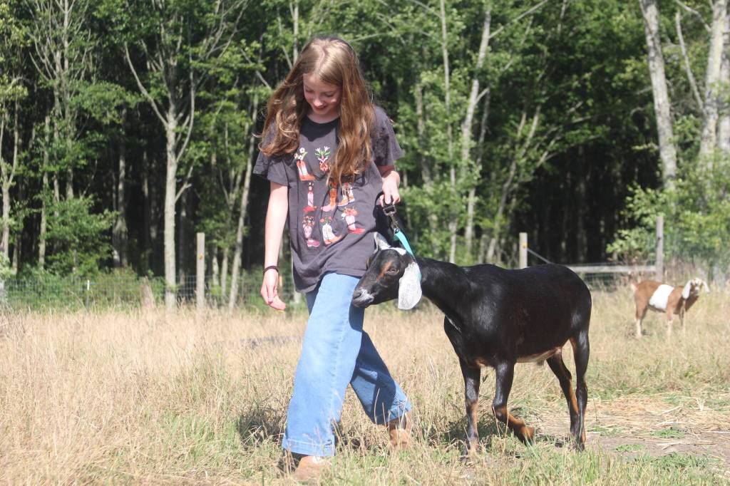 Photo by Marina Blatt. Lina Moreno has spent half of her life building trust with her dairy goats. She will show four dairy goats and another in the pack event, where goats navigate teeter-totters, tires and weaving courses that require months of training.