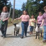 Photo by Marina Blatt. The Whidbey Island Fair isnt just four days on the calendar  its the culmination of months of early mornings, daily chores and patient training. The Kline siblings, from ages 9 to 18, walk their lambs.