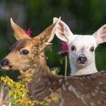 Photo by Rachel Haight. While following a group of transient orcas through Penn Cove toward the Wharf in Coupeville, Oak Harbor photographer Rachel Haight came across three fawns  including a piebald.