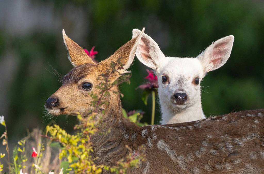 Photo by Rachel Haight. While following a group of transient orcas through Penn Cove toward the Wharf in Coupeville, Oak Harbor photographer Rachel Haight came across three fawns  including a piebald.