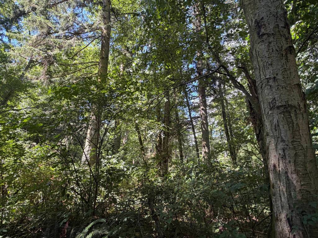 Photo by Cassandra Diamond
Environmentalists argue the proposed logging of 37 acres of trees near Quade Creek could increase flooding, clog culverts and threaten downstream roads, habitat and property.