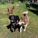 Photo provided
After having grown up around dogs most of their lives, Ryan Woods and Nick VanDyke now find themselves caring for up to six dogs at a time as part of their pet care business.