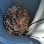 Photo provided
Before the owner was identified, Usemans husband safely contained the snake. He carefully guided the python with a fishing net into a garbage can.